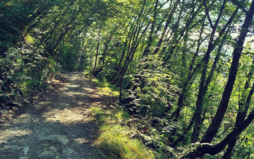 Sentiero: ANELLO TORRE DI UBAGA [Percorso GIMA205D7VE]