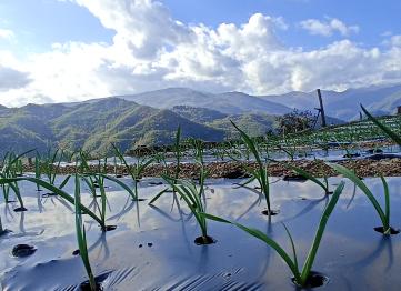 Germogli Aglio Montecalvo1