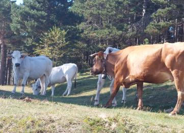 Pascoli Sancd Gavenola