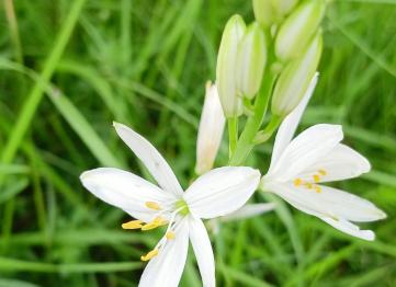 Sentieristica Flora1